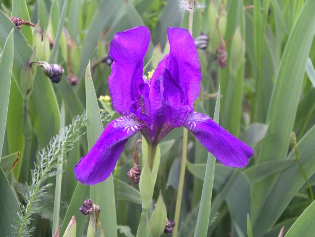 iris pumila